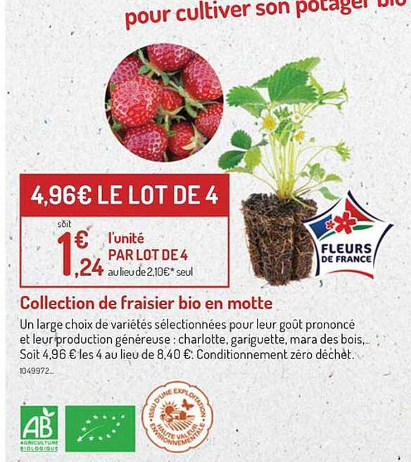 collection de fraisier bio en motte