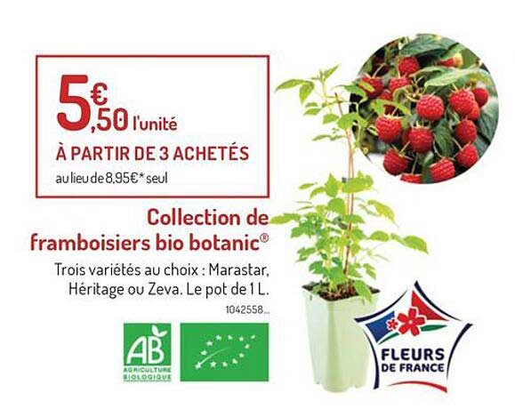 collection de framboisiers bio botanic