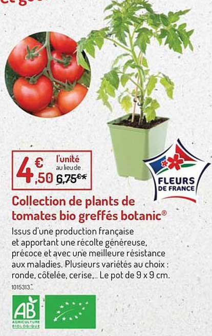 Collection De Plants De Tomates Bio Greffés Botanic