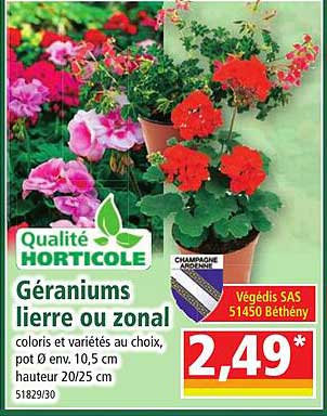 géraniums lierre ou zonal