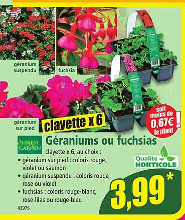 géraniums ou fuchsias finest garden