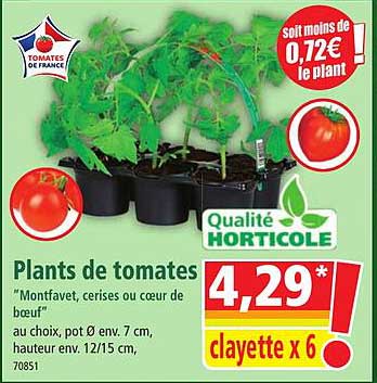 plants de tomates "montfavet, cerises ou cœur de bœuf"