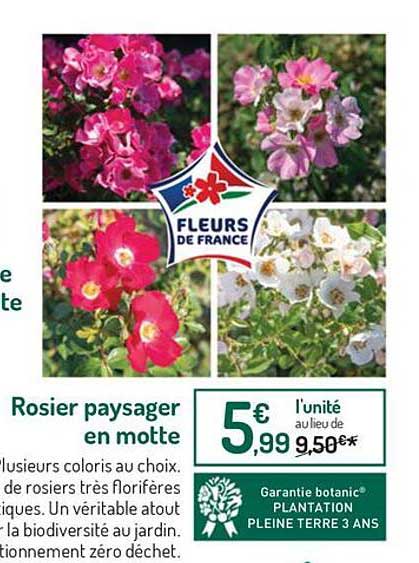 rosier paysager en motte