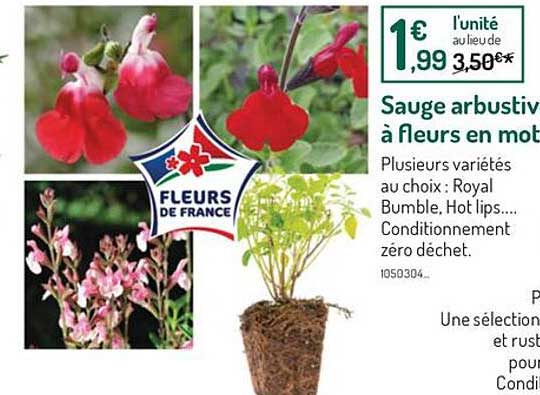 sauge arbustiv à fleurs en motte