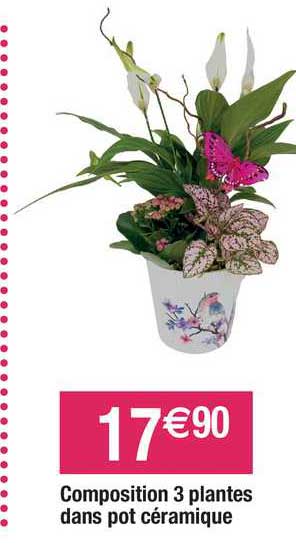 composition 3 plantes dans pot céramique
