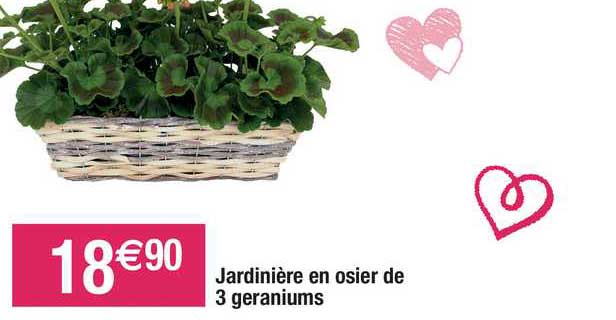 jardinière en osier de 3 geraniums