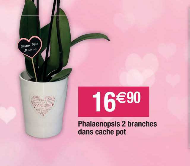 phalaenopsis 2 brances dans cache pot