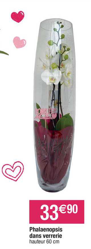 phalaenopsis dans verrerie