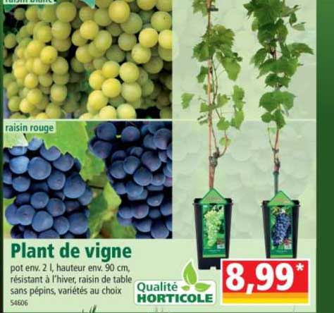 plant de vigne