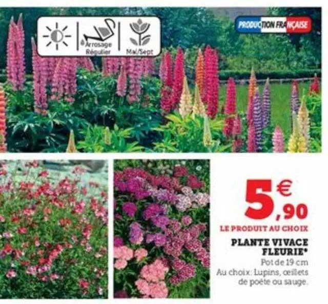 plante vivace fleurie