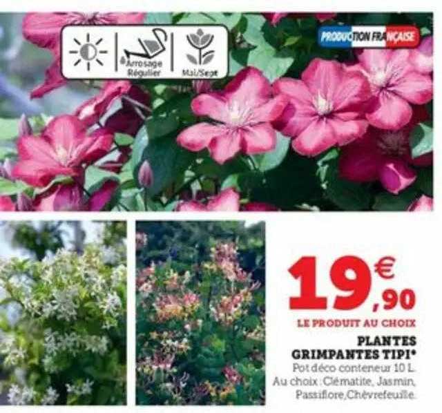 plantes grimpantes tipi