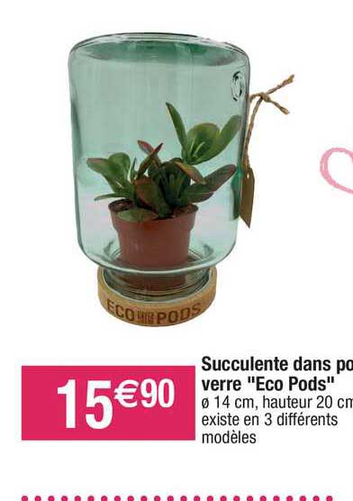 succulente dans pot verre "eco pods"