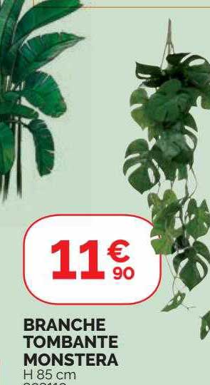 Branche Tombante Monstera