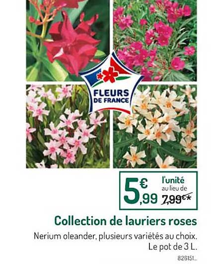 collection de lauriers roses
