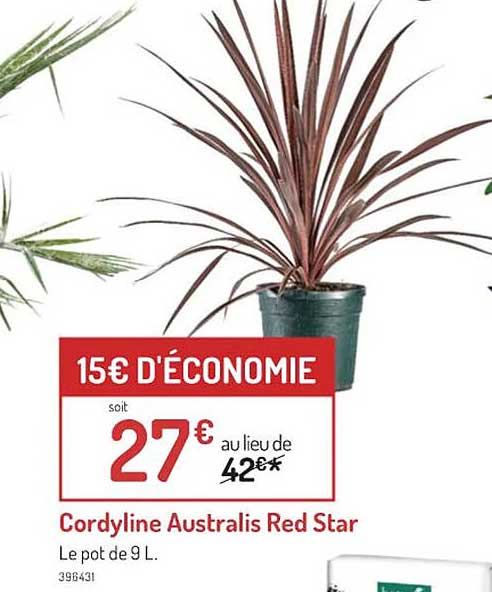 cordyline australis red star