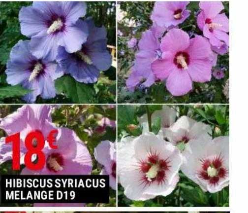 Hibiscus Syriacus Mélange D19