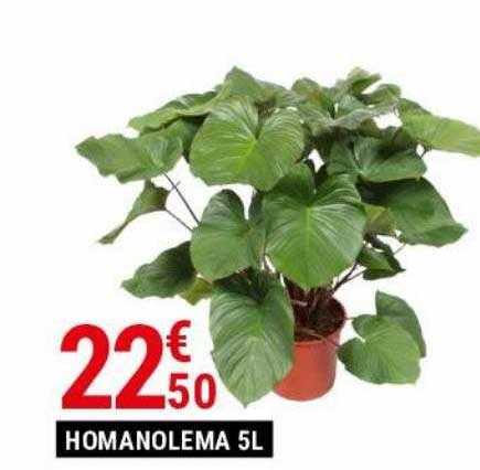 Homanolema 5l