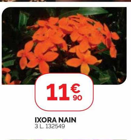 Ixora Nain
