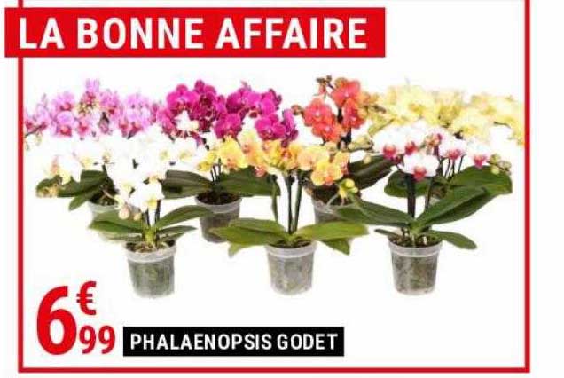 phalaenopsis godet