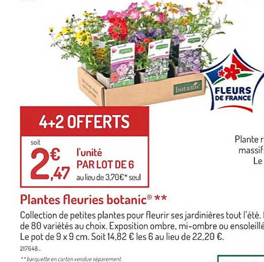 plantes fleuries botanic