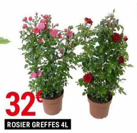 rosier greffes 4l