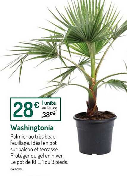 washingtonia