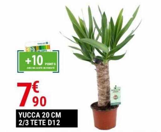 yucca 20 cm 2-3 tête d12