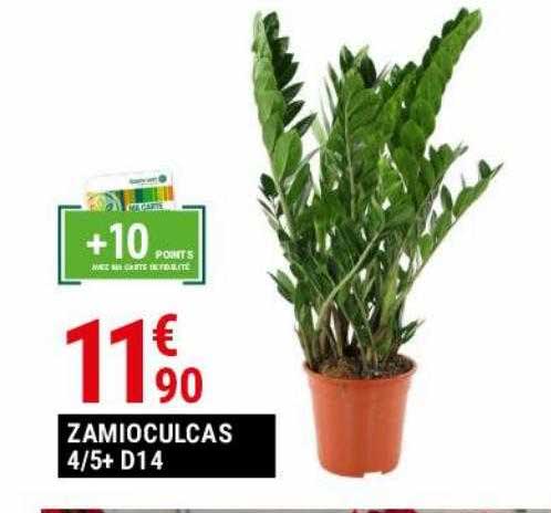zamioculcas 4-5+ d14