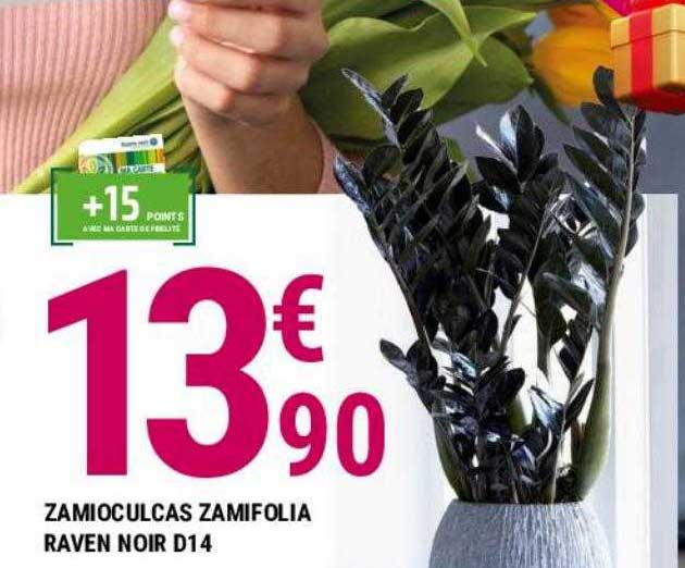 zamioculcas zamifolia raven noir d14