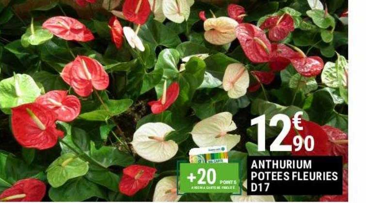 anthurium potées fleuries d17