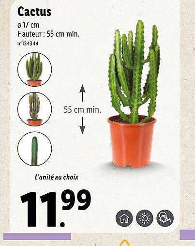 Promo Cactus chez Lidl - iCatalogue.fr