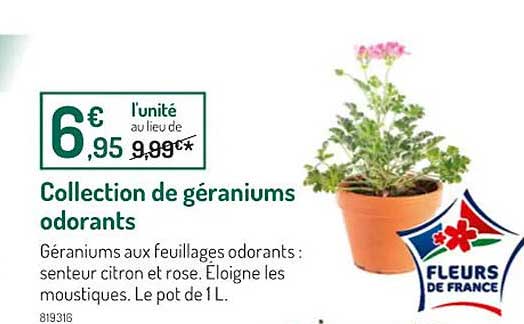 collection de géraniums odorants