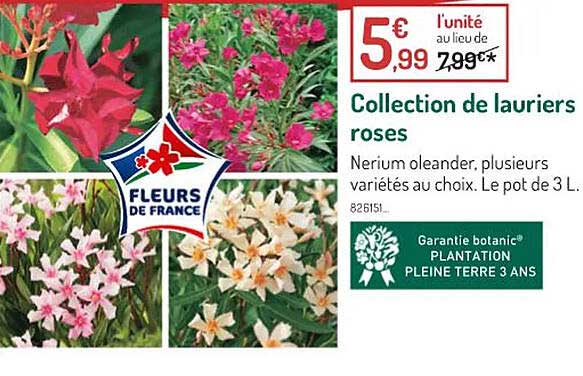 collection de lauriers roses