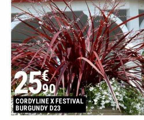 cordyline x festival burgundy d23