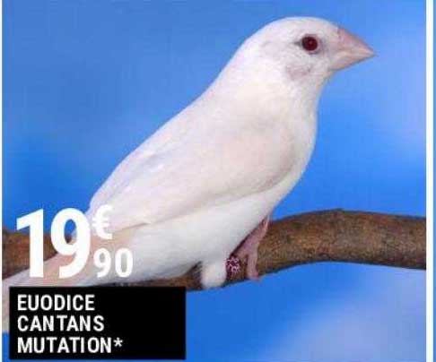 euodice cantans mutation