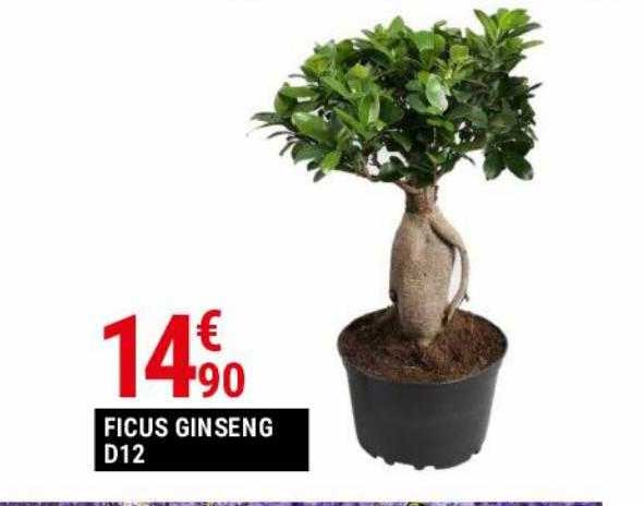 ficus ginseng d12