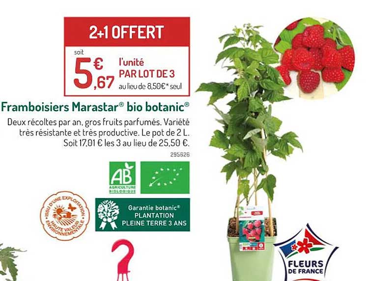 framboisiers marastar bio botanic