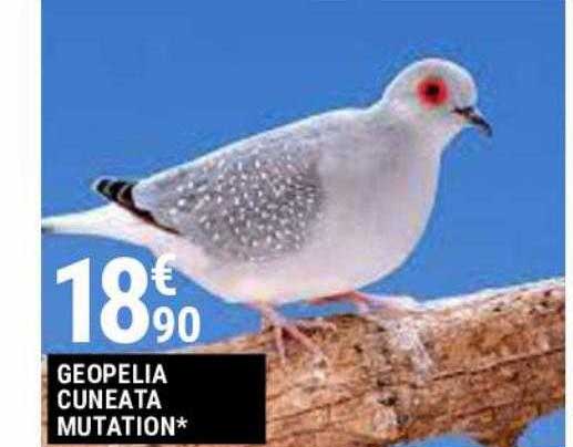geopelia cuneata mutation