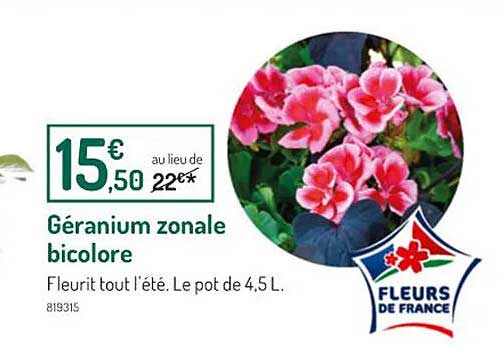 géranium zonale bicolore