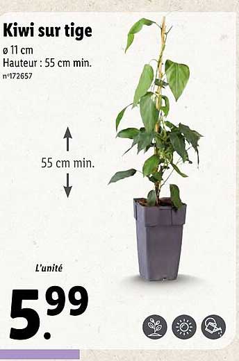 kiwi sur tige