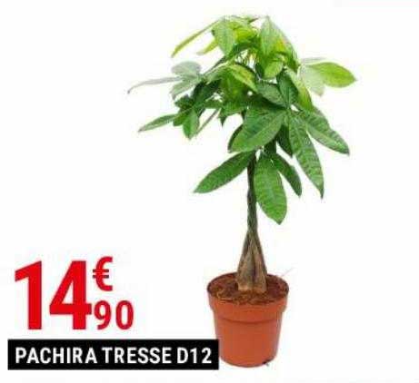 pachira tresse d12