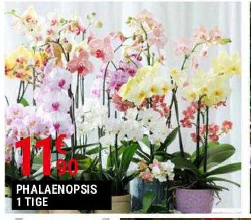 phalaenopsis 1 tige