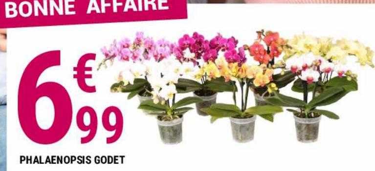 phalaenospis godet