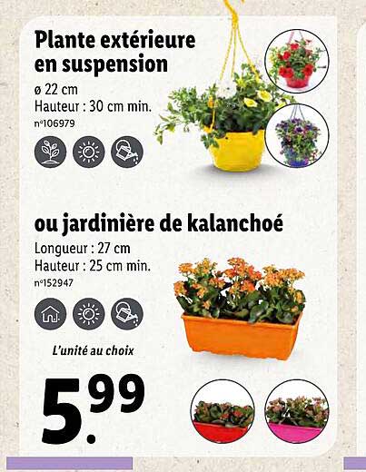 Plante Extérieure En Suspension Ou Jardinière De Kalanchoé
