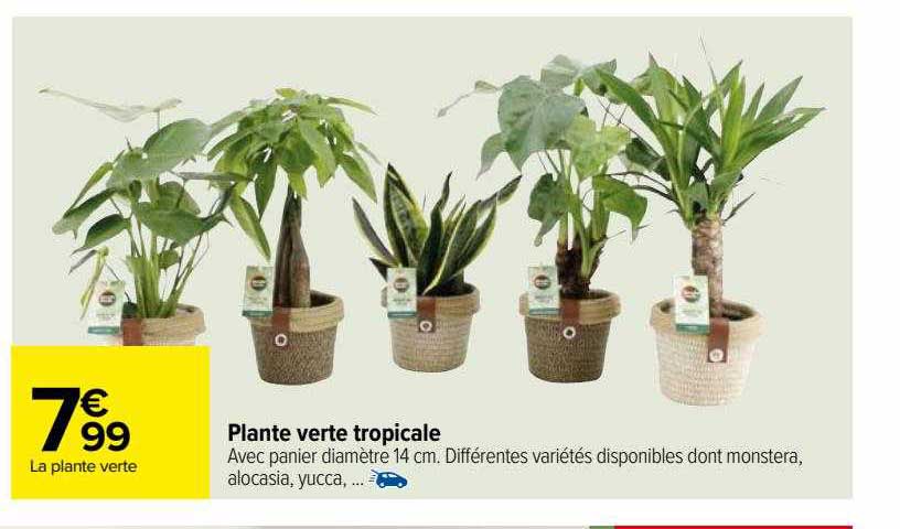 Plante Verte Tropicale