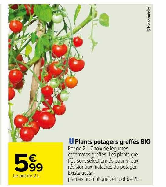 plants potagers greffés bio