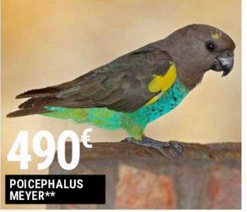 poicephalus meyer