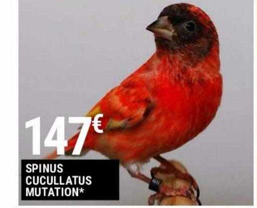 spinus cucullatus mutation