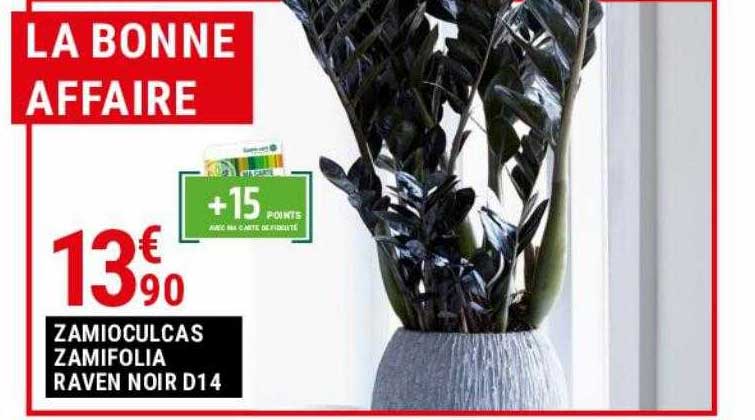 zamioculcas zamifolia raven noir d14