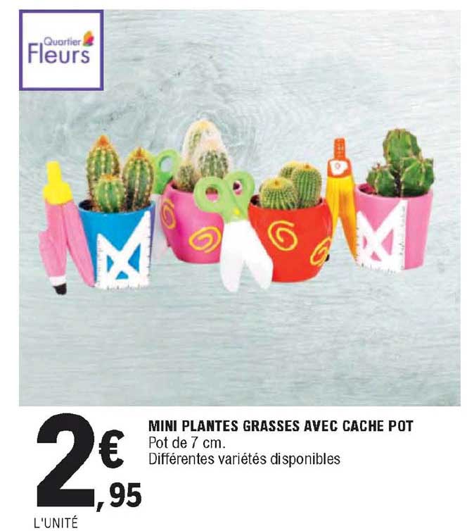 mini plantes grasses avec cache pot